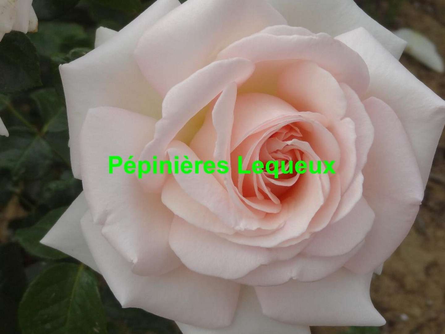PRINCE JARDINIER
